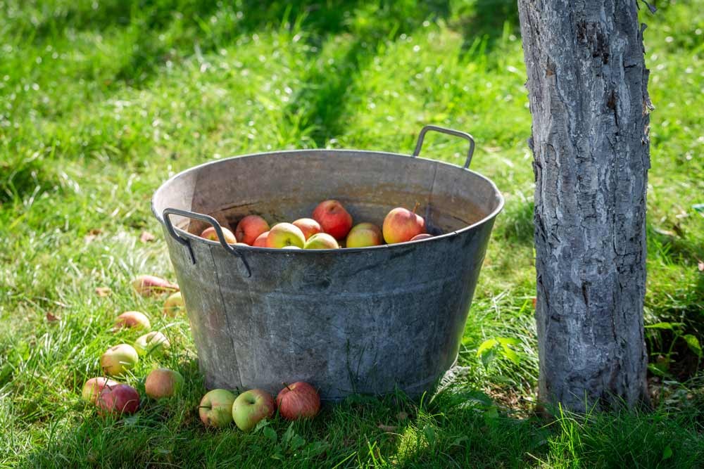 Récolte des pommes