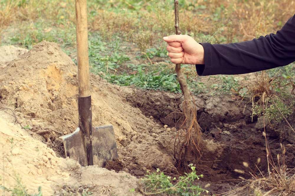 Planter des arbres fruitiers à racines nues