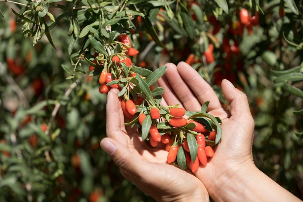 La récolte des baies de goji