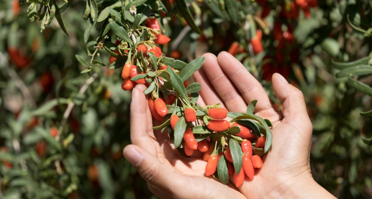 Planter une baie de goji