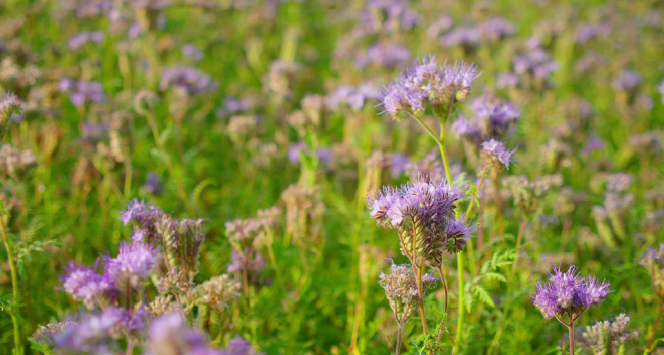 Le fauchage des engrais verts