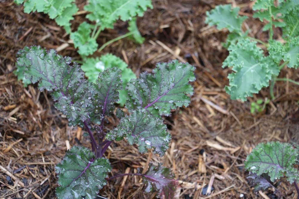 Protégez vos légumes sensibles au froid