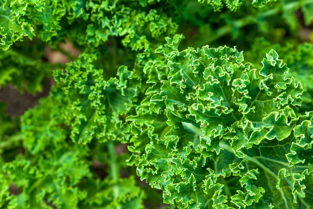 Récolter le chou kale