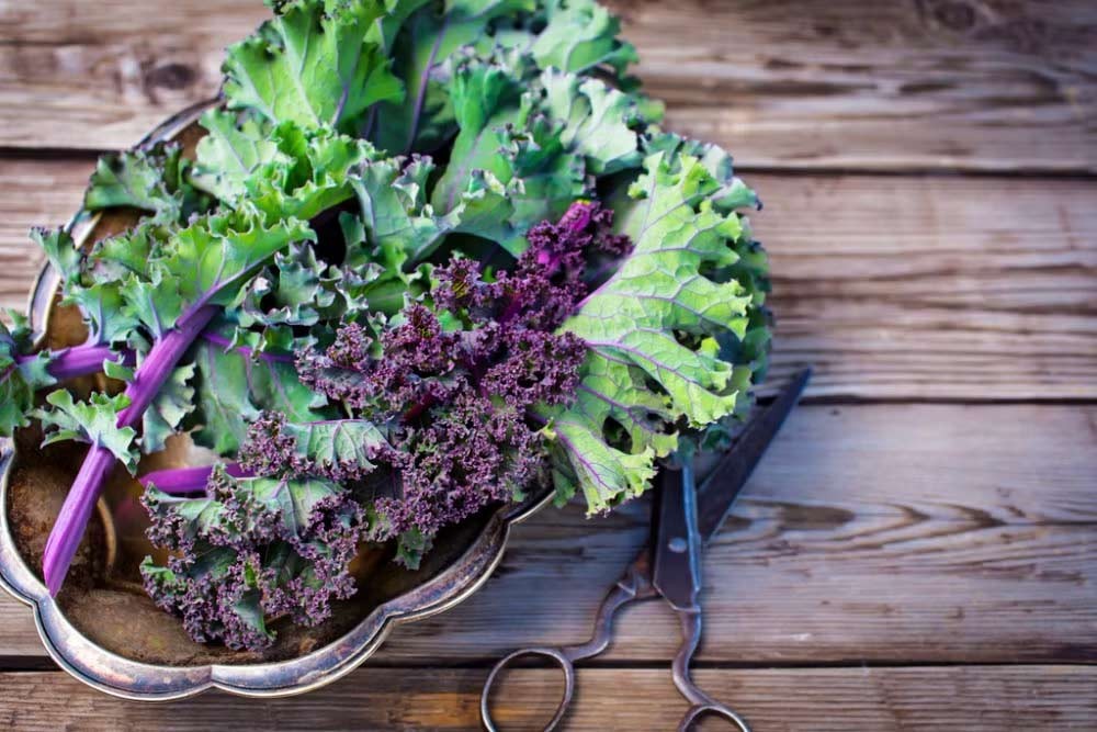 Comment cuisiner, cuire et préparer le chou kale ?