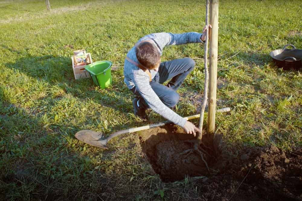 Étape 4 : Planter l’arbre