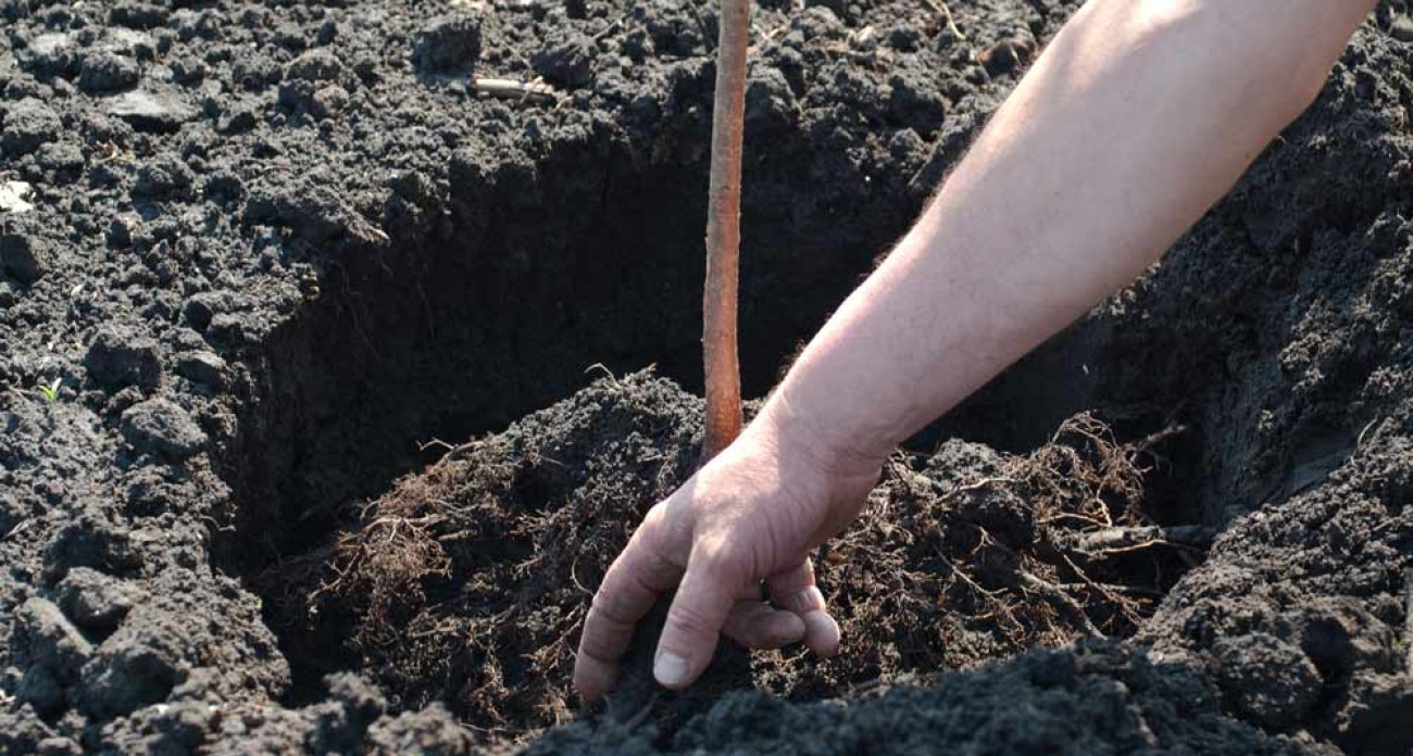 Planter un cerisier