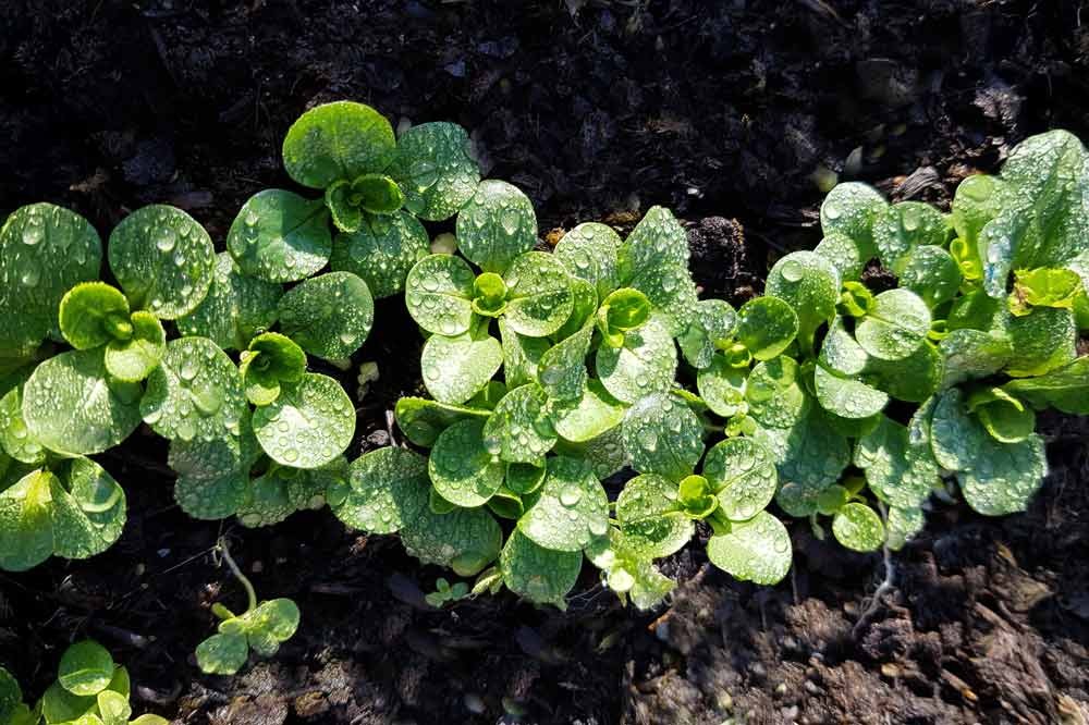 Entretenir la mâche au potager