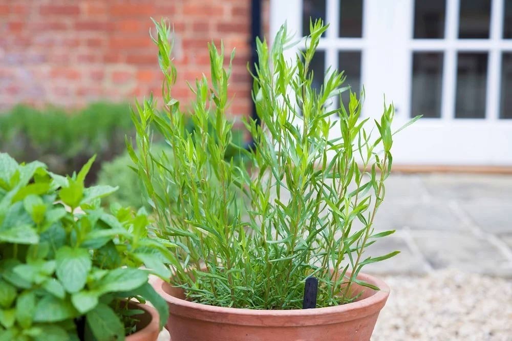 Planter l’estragon en pot