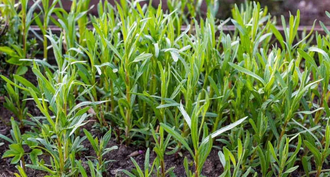 Planter l’estragon