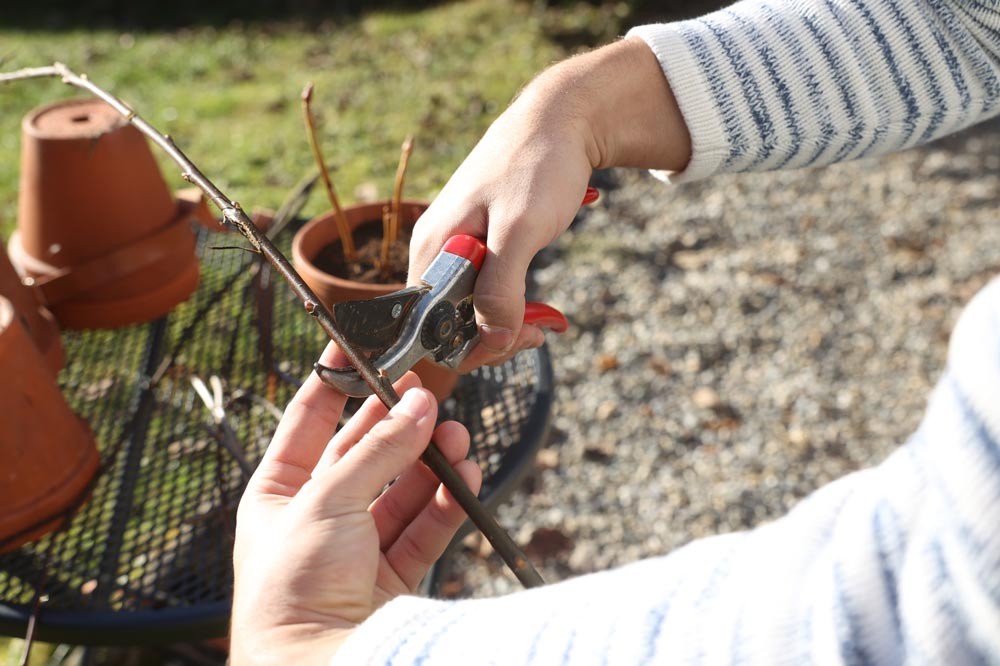 Étapes pour réussir vos boutures de bois sec