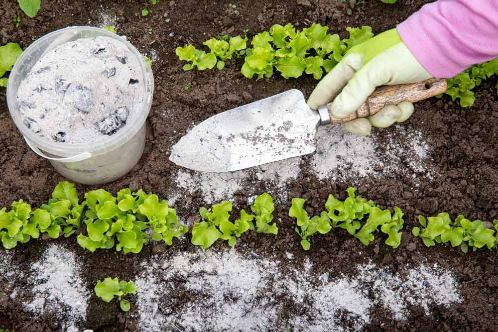 Cendres contre les limaces et escargots