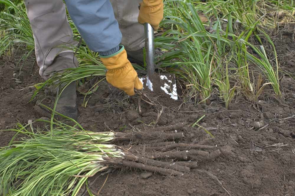 Récolte et conservation des scorsonères