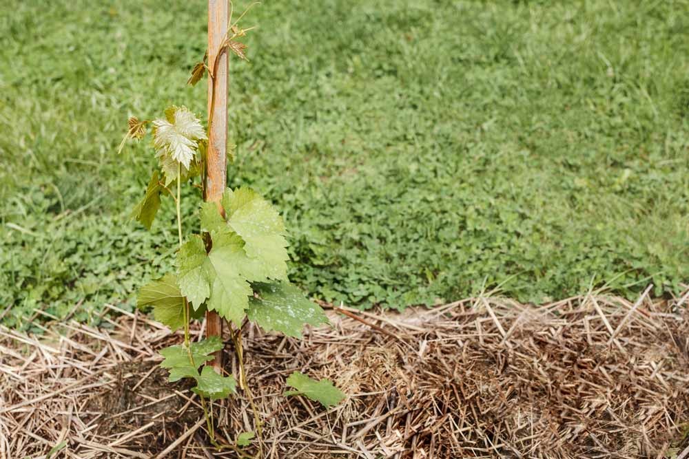 Entretenir la vigne