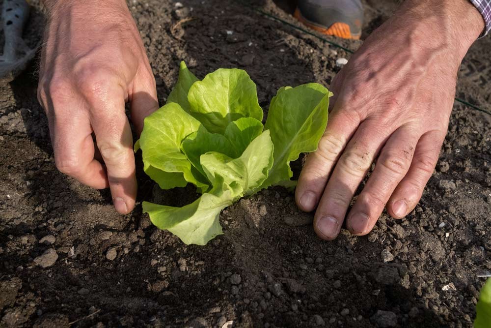 Repiquer les salades