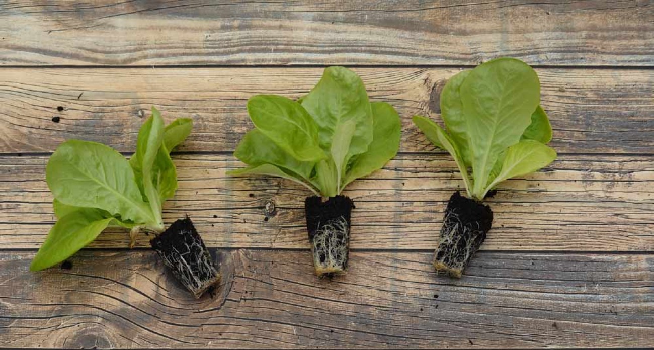 Repiquer les jeunes plants de salades