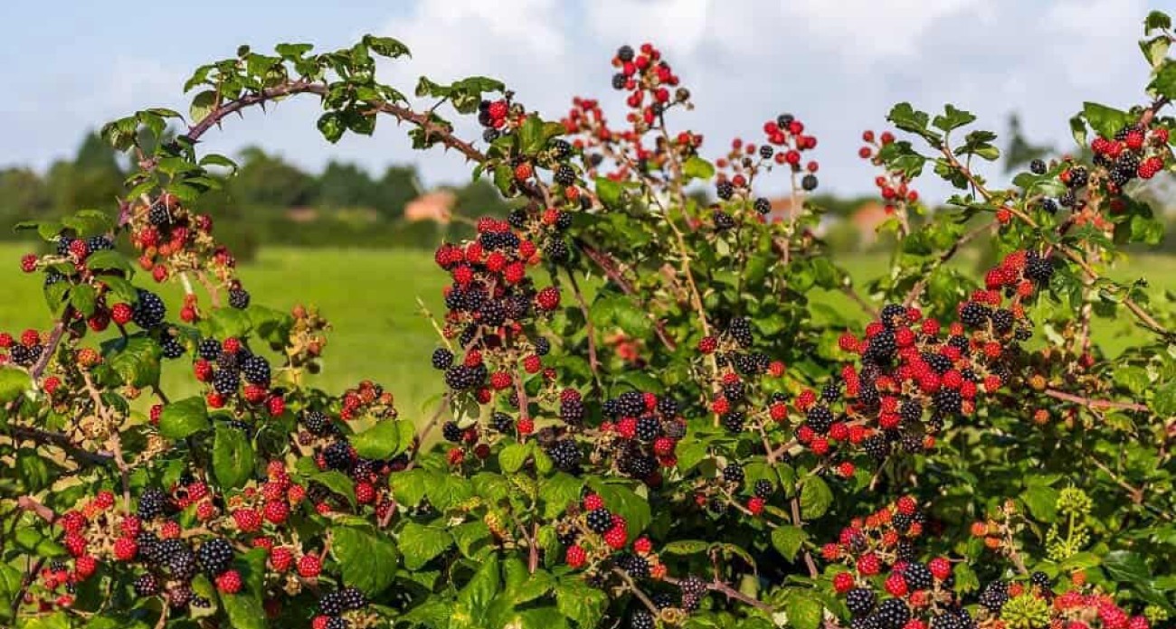 Tailler les ronces fruitières