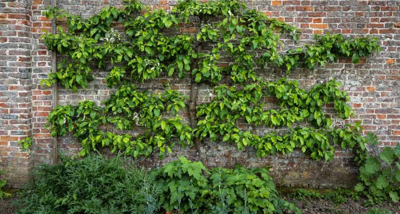 Tailler les pommiers en palmette ou en espalier