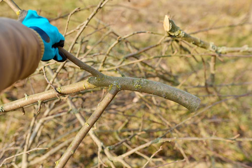 Ramassage des branches coupées