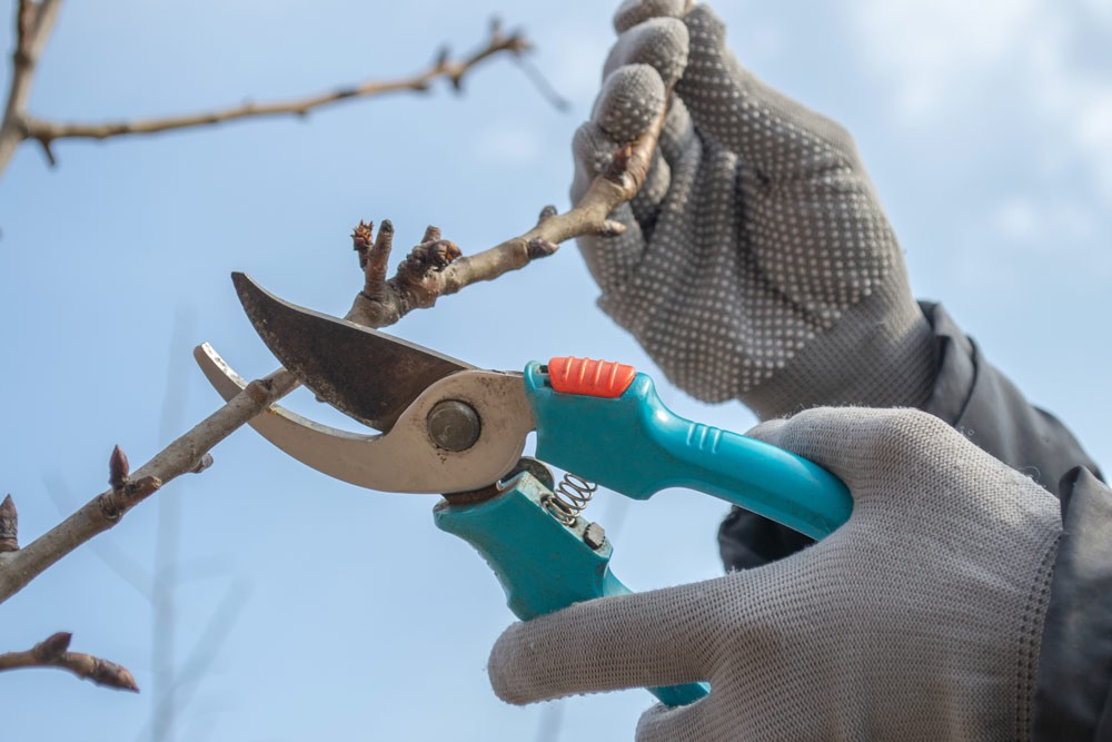 Taille des arbres fruitiers en hiver