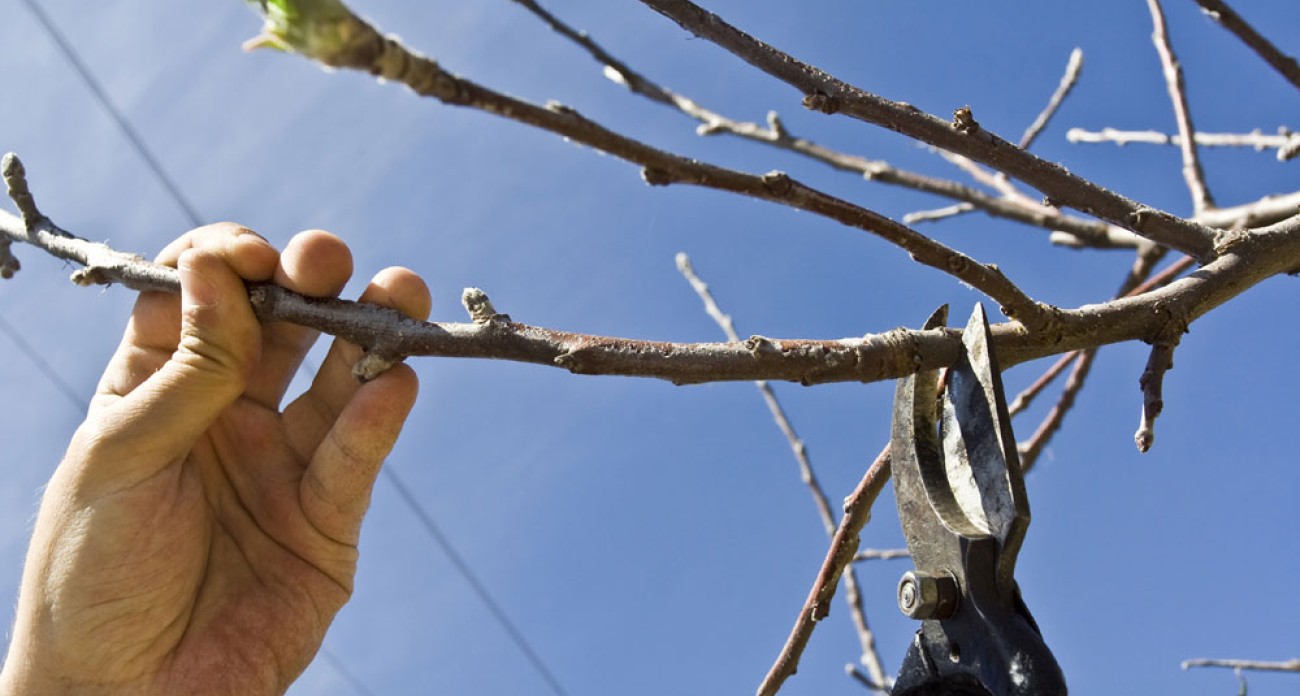 Tailler les arbres fruitiers